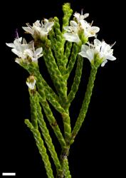 Veronica hectorii subsp. coarctata. Sprig. Scale = 10 mm.
 Image: P.J. Garnock-Jones © P.J. Garnock-Jones CC-BY-NC 3.0 NZ